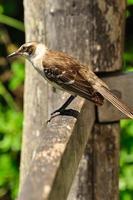 bird on a wood photo