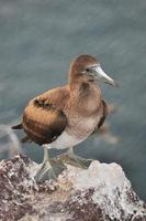 Baby blue footed bobbie photo