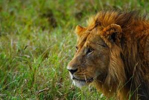 A male lion photo