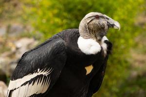 Endangered Condor Ecuador photo