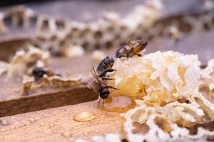 revisando las abejas melíferas foto