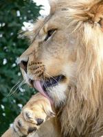 A majestic lion sitting on a wooden platform photo