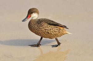 birds on the beach on the Galapagos Islands, Ecuador photo