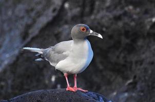 bird on the galapagos island of San Cristobal photo