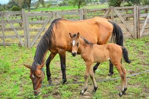 Mother and young horse photo