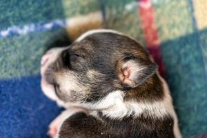 A two week old puppy photo