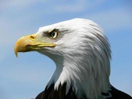 American Bald Eagle photo