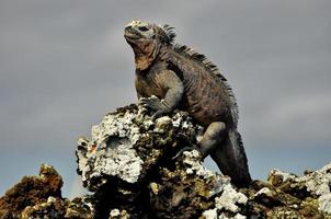 An Iguana on a rock photo