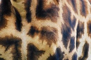 Giraffe Fur, Africa