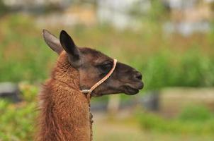 a llama, Ecuador photo