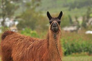 a llama, Ecuador photo