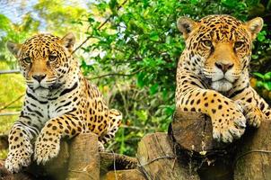 a pair of adult jaguars