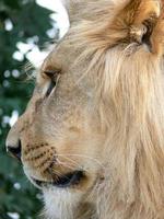 A majestic lion sitting on a wooden platform photo