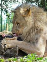 un solo león macho comiendo foto