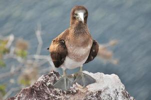 Baby blue footed bobbie photo