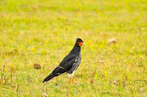 Curiquingue, Highlands, Ecuador photo