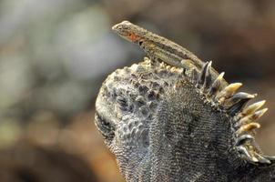 A lizard on the head of an marine iguana