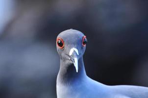 bird on the galapagos island of San Cristobal photo