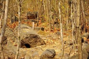 bosque petrificado de puyango foto