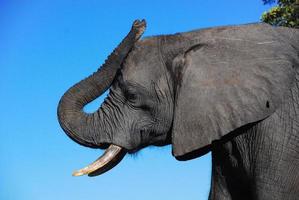 A profile of an elephant head photo