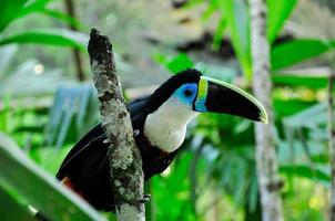 Toucan Amazon, Ecuador photo