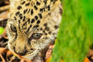 A young jaguar in the grass photo