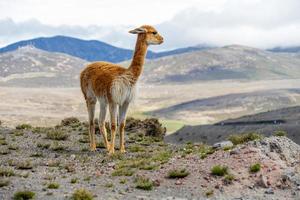 La vida silvestre en la reserva de vida silvestre del chimborazo en Ecuador foto