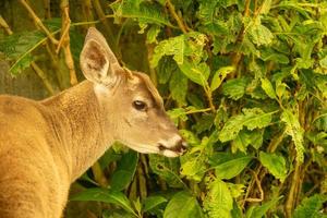 Venado de cola blanca foto