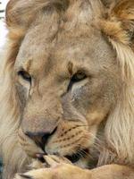 Close up of the face of a male lion photo