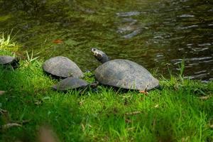 Amazon Turtles in a lagoon photo