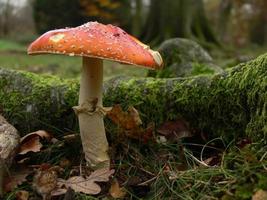 A red mushroom with a white stalk photo