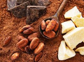 Cocoa beans and cocoa powder photo