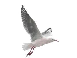 white little bird stock overlay flying toward spread its wings and feathers on white. photo