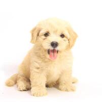 brown and white dog cute puppies sitting in front hugging retriever isolated on white. photo