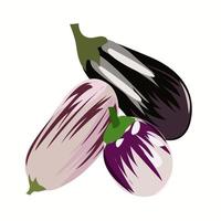 Eggplants of different shapes and colors on a white background vector