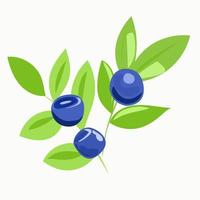 Blueberry berries on a twig with leaves vector