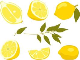 Collection of lemon illustrations isolated on white background with whole, sliced, citrus slices vitamin c. vector