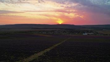 vista aérea do pôr do sol sobre o campo de lavanda. video