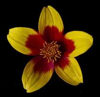 flor de bidens ferulifolia foto