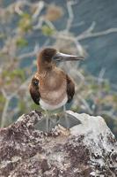 Baby blue footed bobbie photo