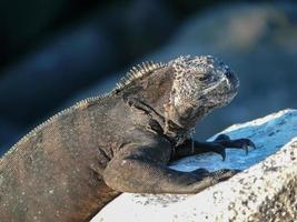 Marine Iguana, Ecuador photo