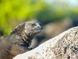 iguana marina, ecuador