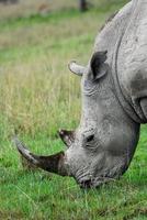 rhino eating grass photo