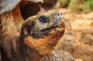 A Close up of a Tortoise Head
