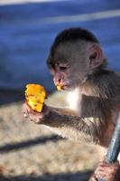 A young capuchinne monkey eating papaya photo