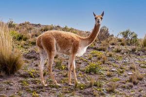 Reserva de vicuña chimborazo, Ecuador foto