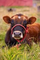 A young cow lying down photo