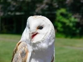 Snowy Owl close up photo
