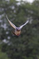 homing pigeon flying against green blur background photo