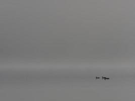 Patos en la niebla, embalse de Bellus, España foto